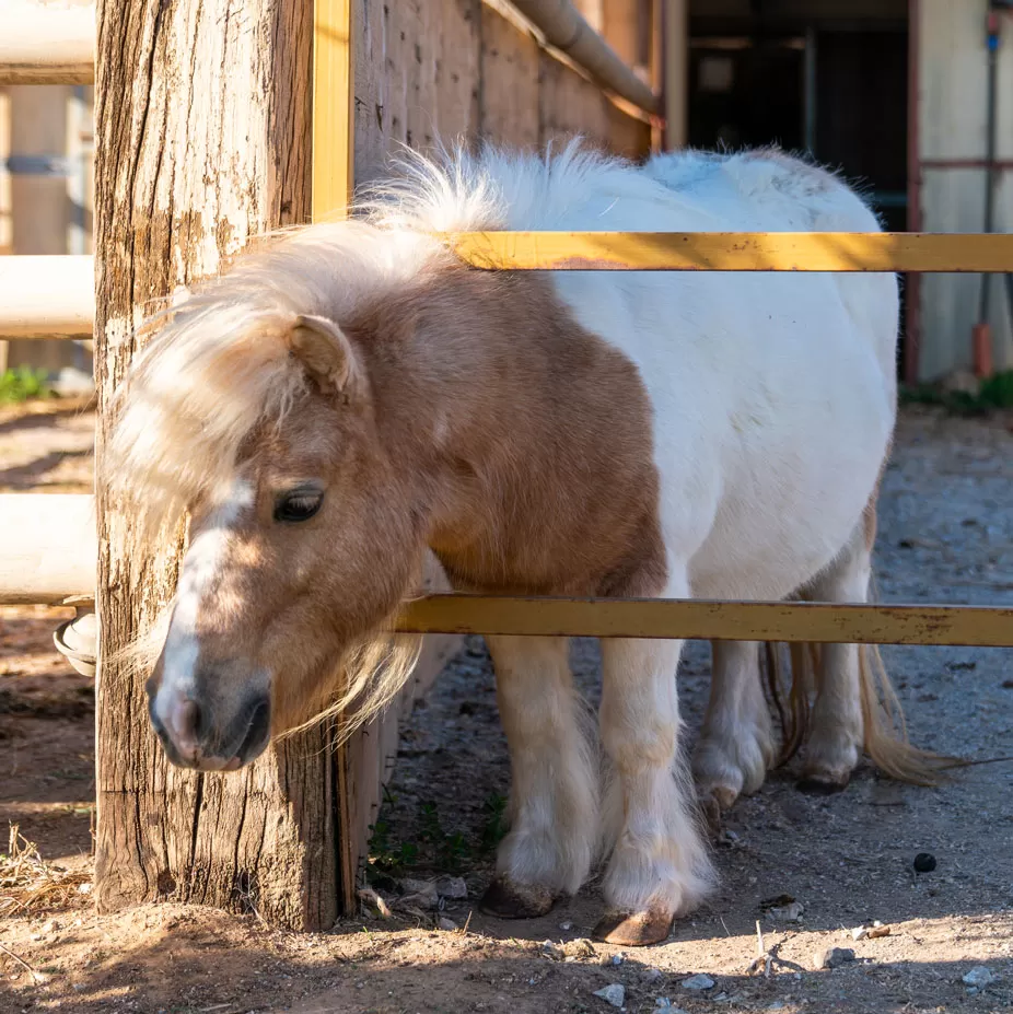 Un poni del Barbadoro nella corte dell’agriturismo