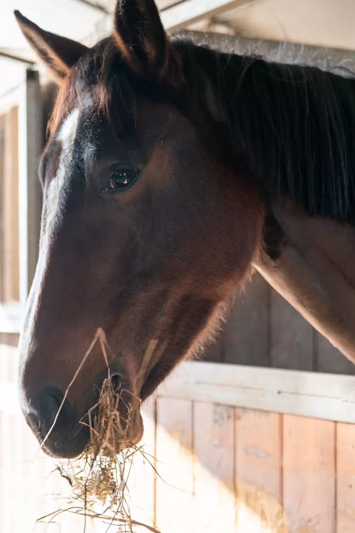 Ritratto ravvicinato della testa di un cavallo