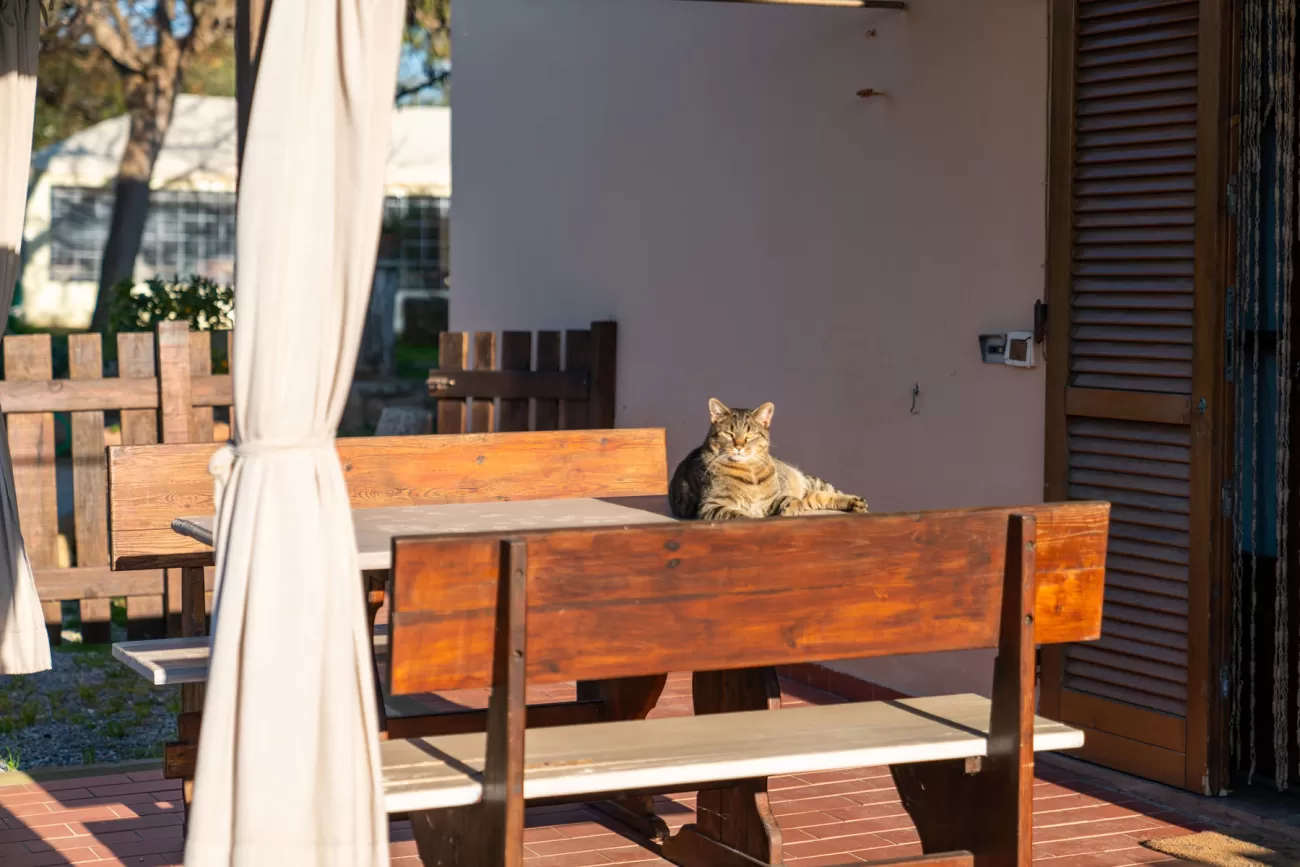 Gatto che prende il sole su un tavolo dell’agriturismo
