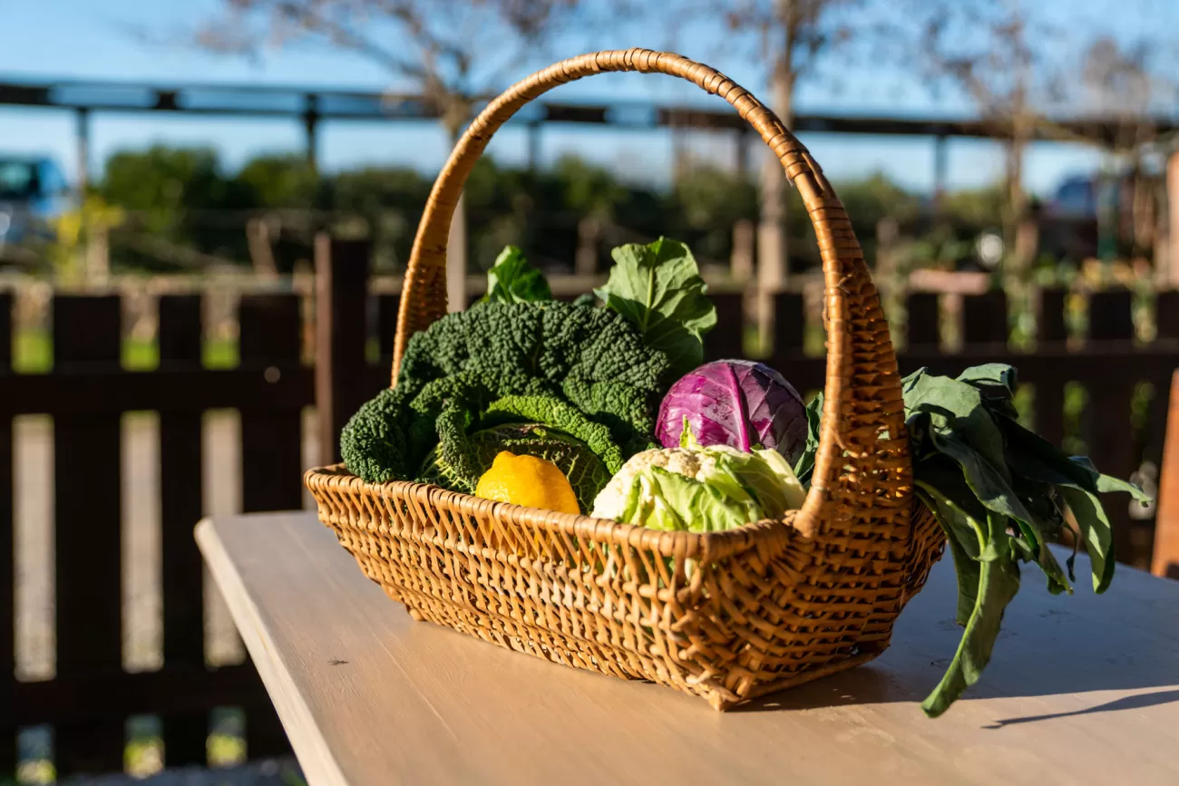 Cesto con verdure fresche dell’orto sul tavolo esterno