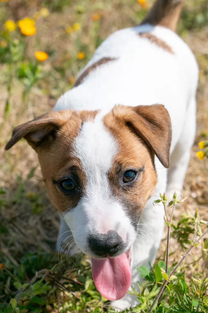 Fotografia di cani