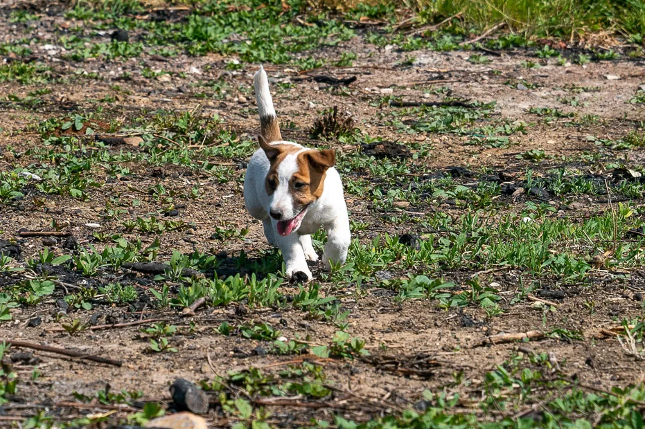 Fotografia di cani