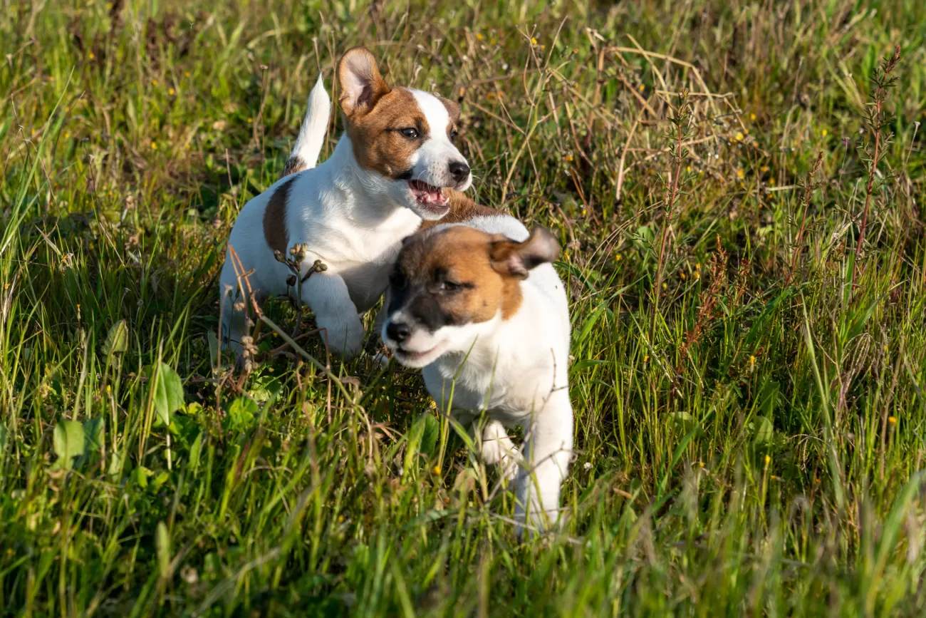 Fotografia di cani