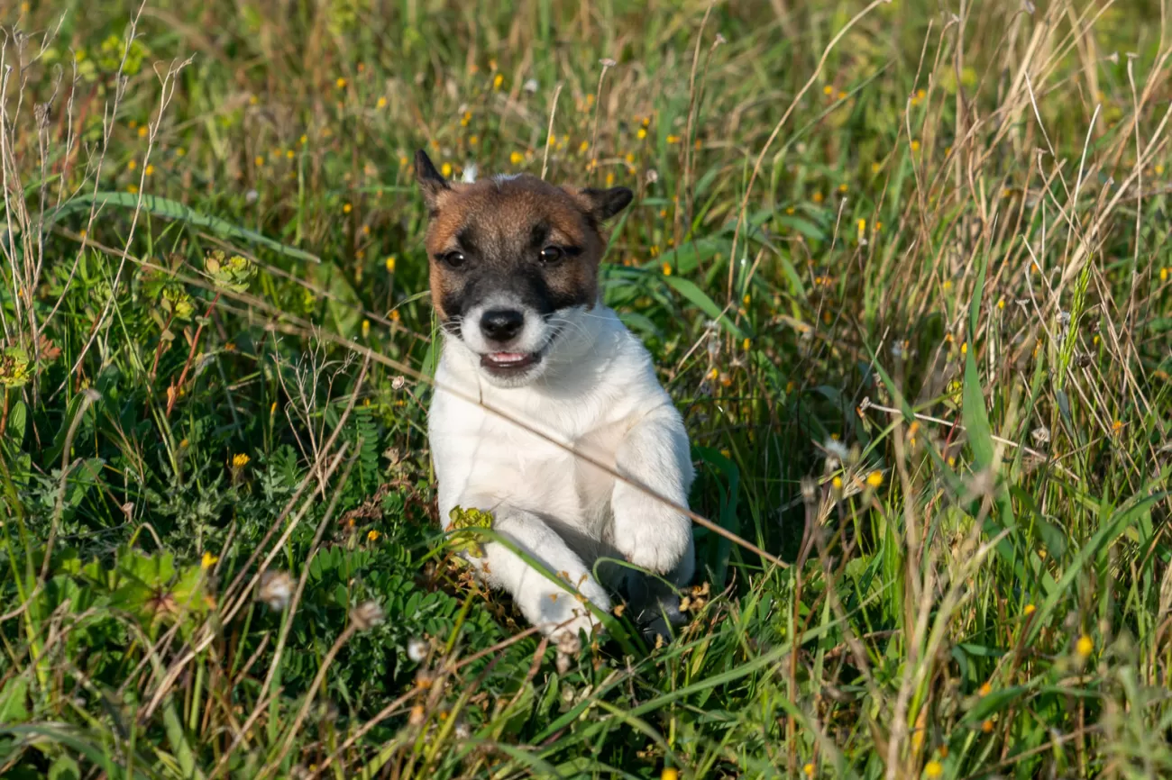 Fotografia di cani