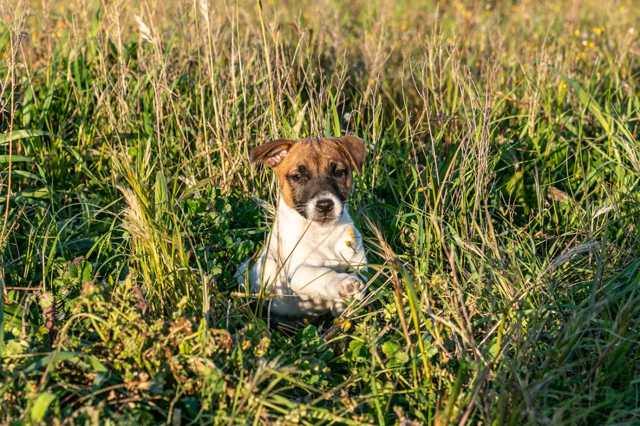 Fotografia di cani