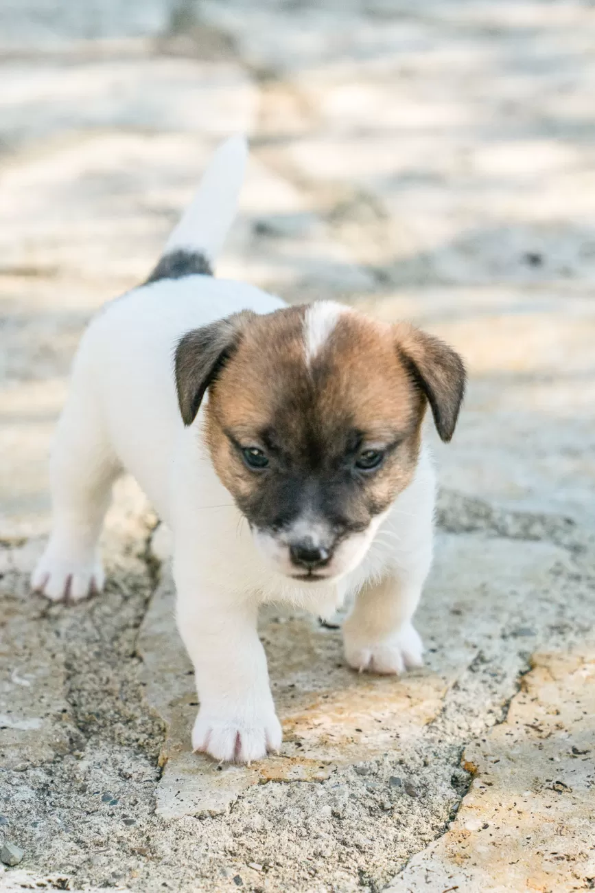Fotografia di cani