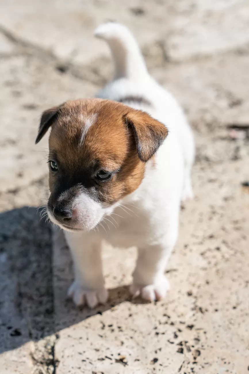 Fotografia di cani
