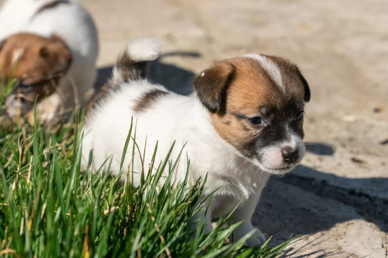 Fotografia di cani