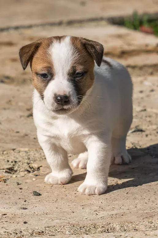 Fotografia di cani