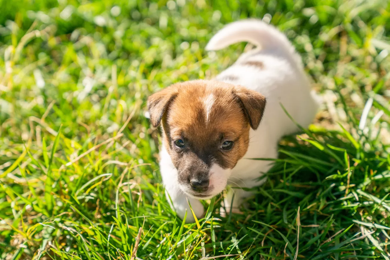 Fotografia di cani