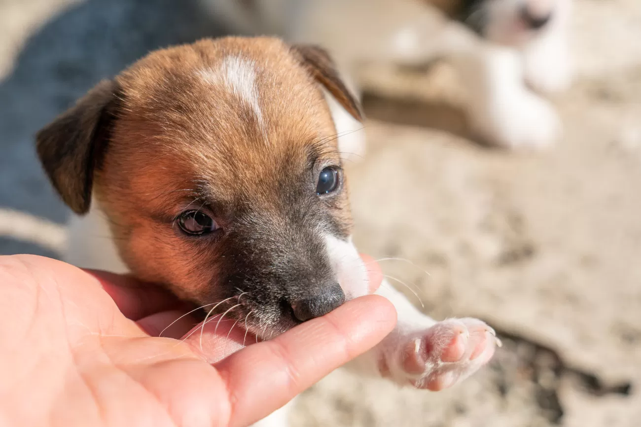Fotografia di cani