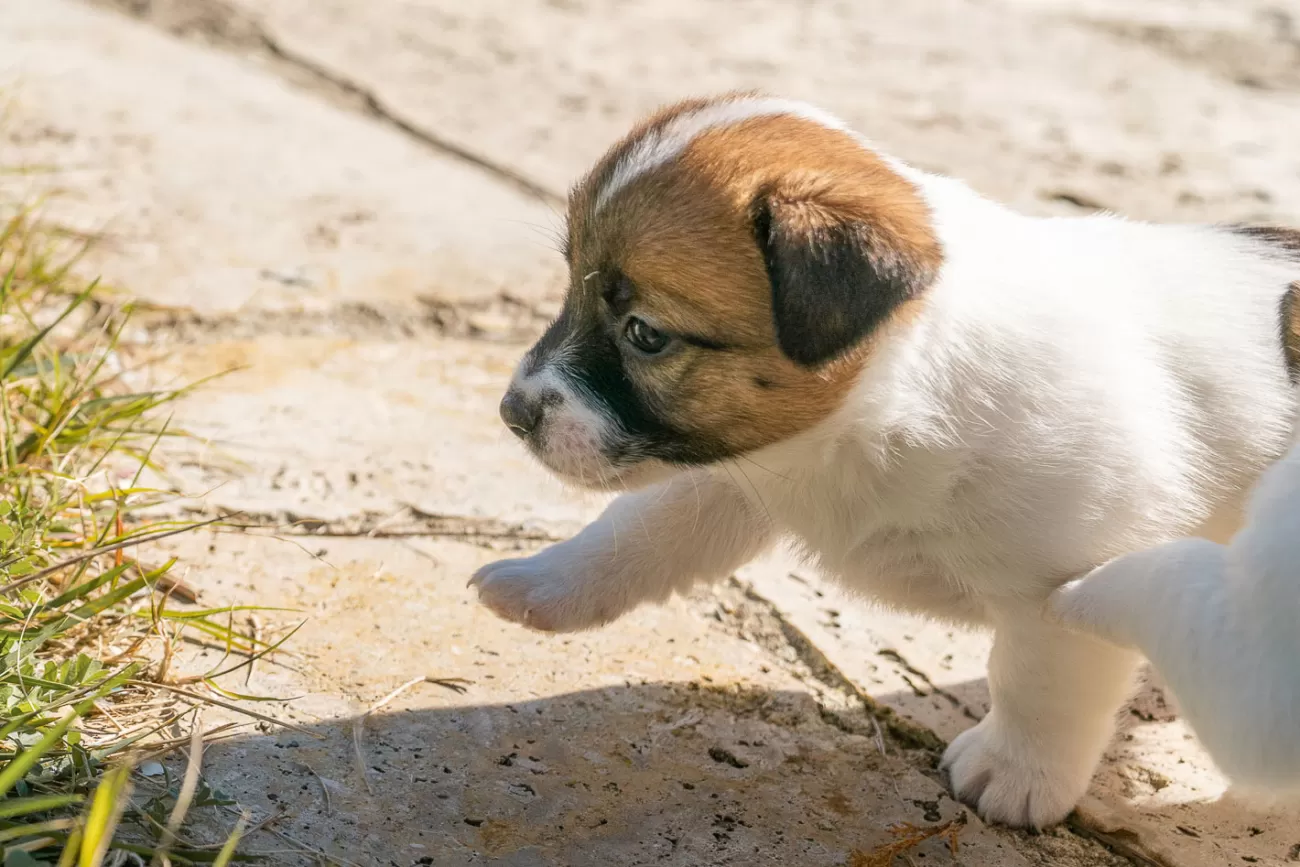 Fotografia di cani