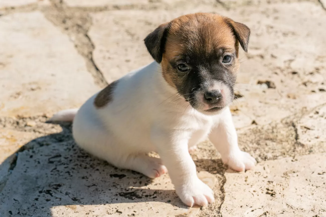 Fotografia di cani