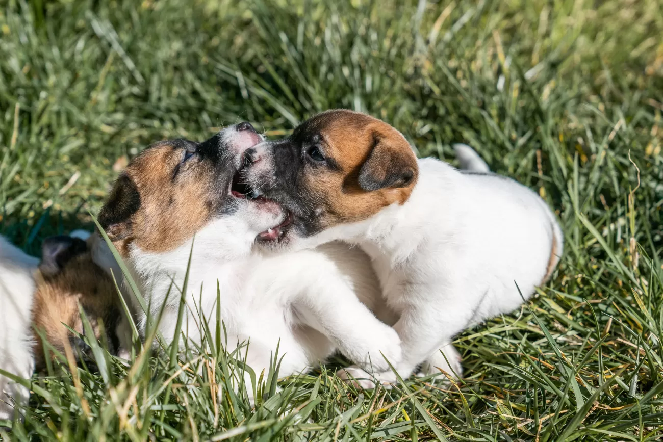 Fotografia di cani