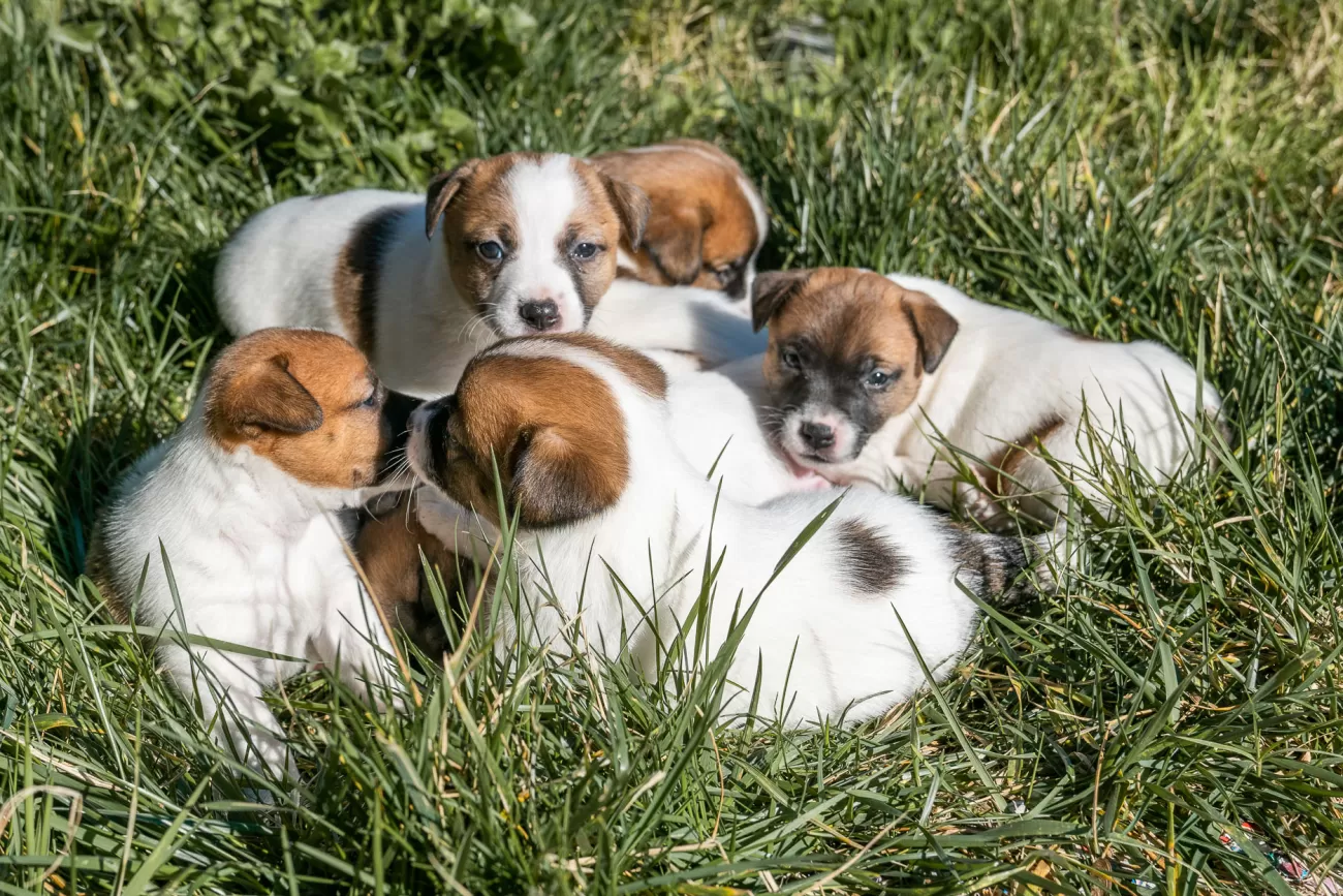 Fotografia di cani