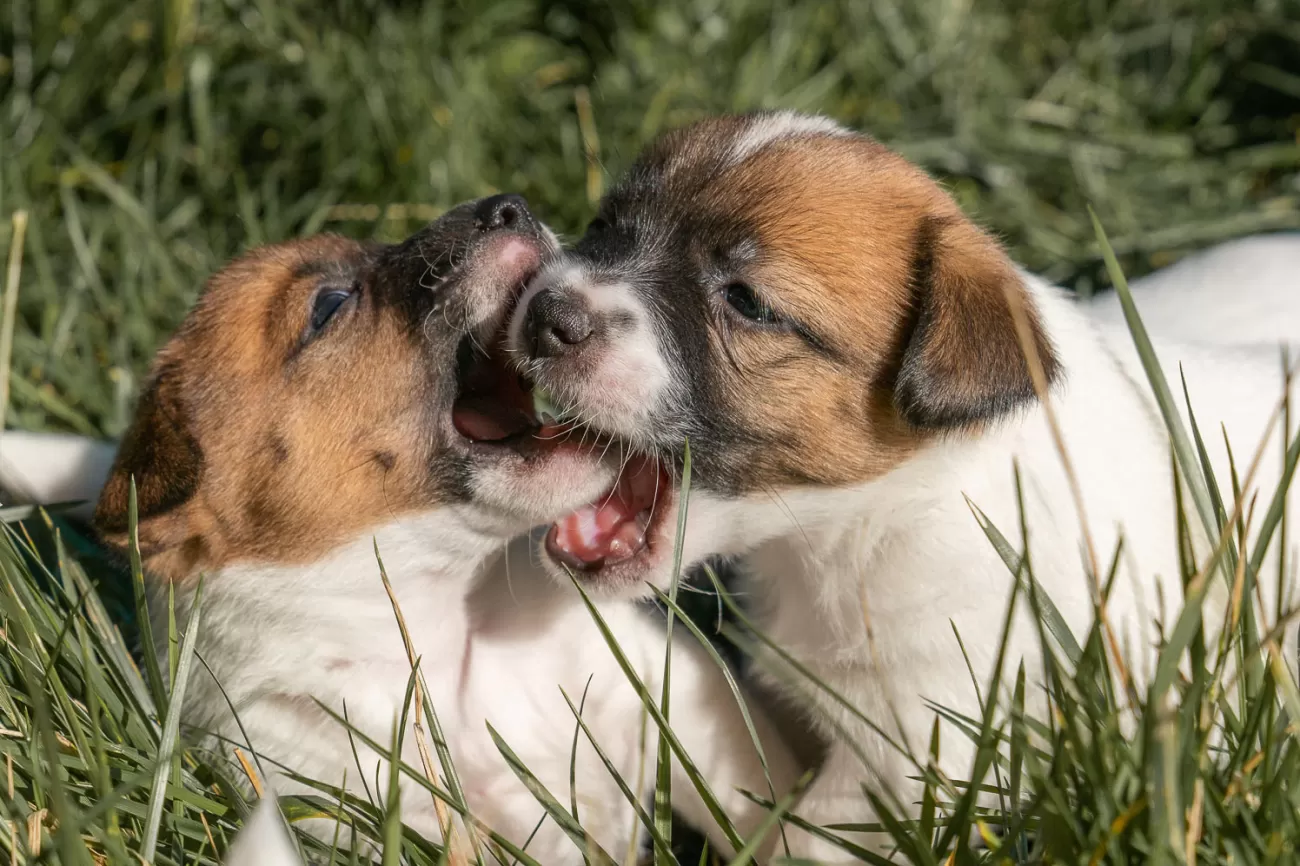 Fotografia di cani