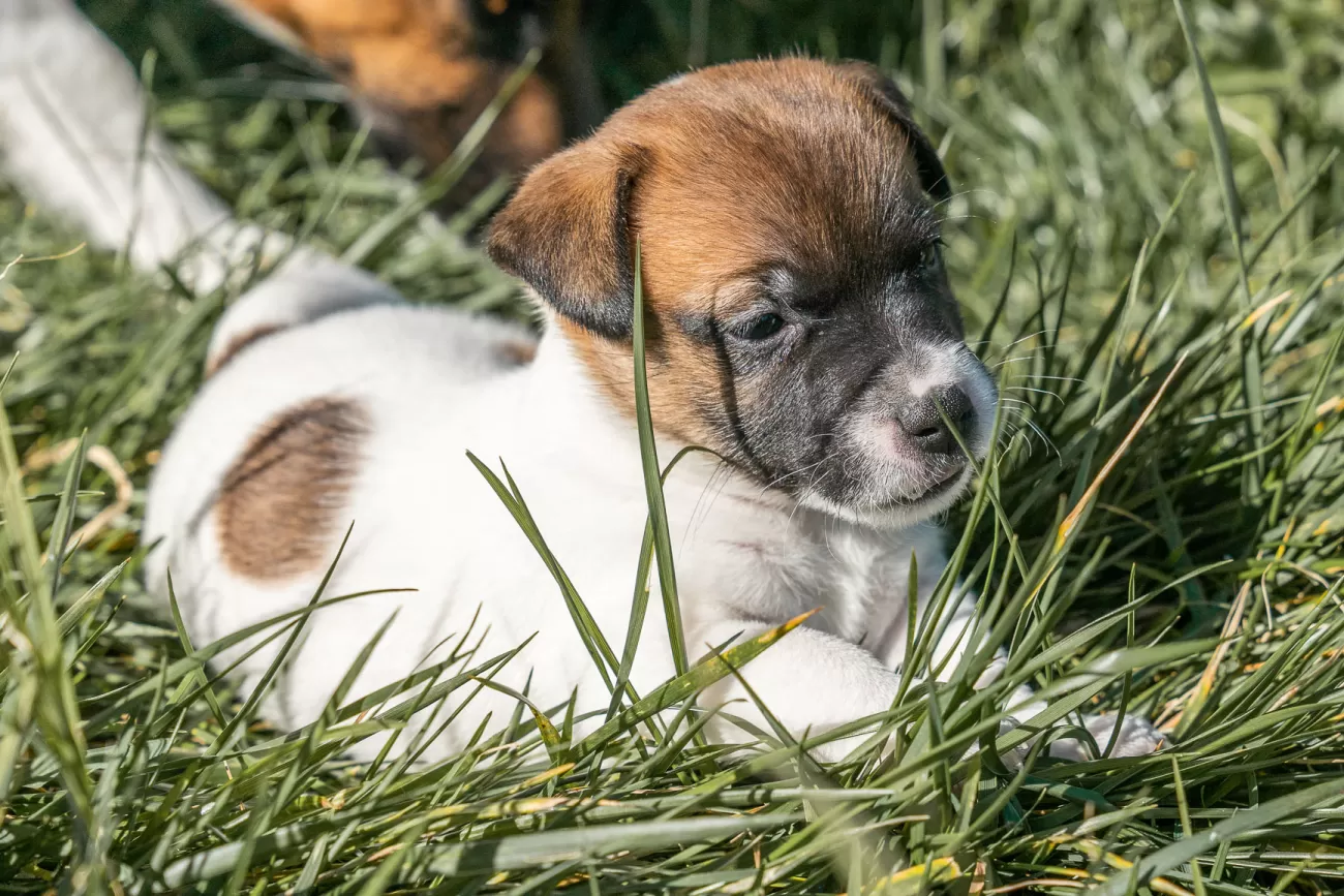 Fotografia di cani