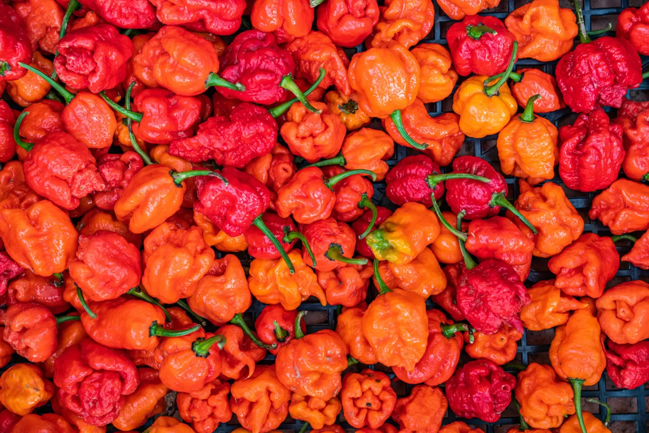 Viktoria Budko - Food Photographer