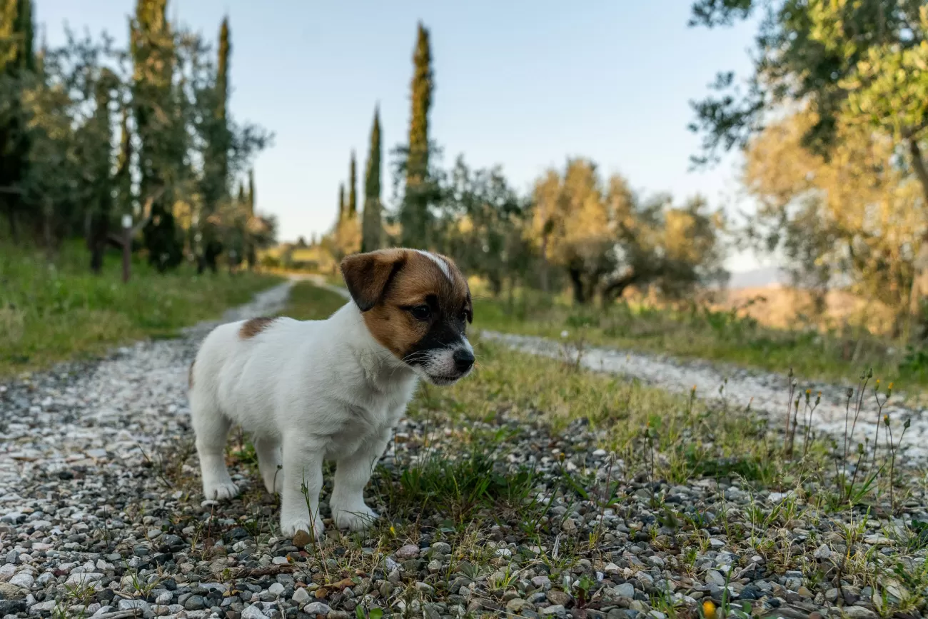 Fotografia di cani