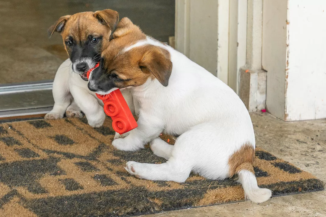 Fotografia di cani