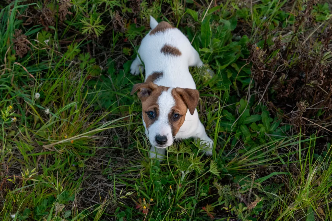 Fotografia di cani